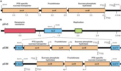 The Acquisition of the scr Gene Cluster Encoding Sucrose Metabolization Enzymes Enables Strains of Vibrio parahaemolyticus and Vibrio vulnificus to Utilize Sucrose as Carbon Source